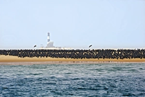 Common Cormorants -Phalacrocorax carbo- on a sand bank near Walvis Bay, Erongo Region, Namibia Common Cormorants -Phalacrocorax carbo- on a sand bank near Walvis Bay, Erongo Region, Namibia
