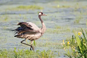 Common Crane or Eurasian Crane -Grus grus-, foraging for food in wetlands, Lower Saxony Common Crane or Eurasian Crane -Grus grus-, foraging for food in wetlands, Lower Saxony
