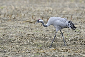Common Crane -Grus grus-, Brandenburg, Germany Common Crane -Grus grus-, Brandenburg, Germany