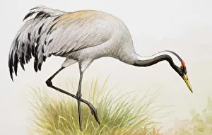 Common crane (Grus grus), standing in the grass, side view Common crane (Grus grus), standing in the grass, side view