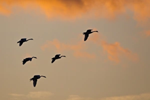 Common Cranes or Eurasian Cranes -Grus grus- in flight in the evening light, Mecklenburg-Western Common Cranes or Eurasian Cranes -Grus grus- in flight in the evening light, Mecklenburg-Western