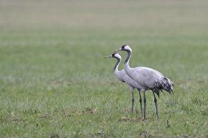 Common Cranes -Grus grus-, Brandenburg, Germany Common Cranes -Grus grus-, Brandenburg, Germany