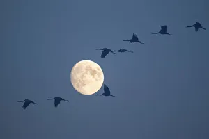 Common Cranes -Grus grus- in flight during a full moon, Hungary Common Cranes -Grus grus- in flight during a full moon, Hungary