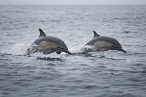 <b class=qtipBold><figcaption>Common Dolphins</figcaption></b><br>A pair of long-beaked common dolphins jump through the waves of Monterey Bay, California.<br><em>© 2016 Chase Dekker Wild-Life Images</em> Common Dolphins
