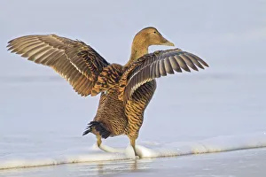 Common Eider (Somateria mollissima), female with wings outstretched, Heligoland, Schleswig-Holstein Common Eider (Somateria mollissima), female with wings outstretched, Heligoland, Schleswig-Holstein