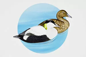 Images Dated 3rd January 2007: Common Eider (Somateria mollissima) ducks, adult male and female swimming on water
