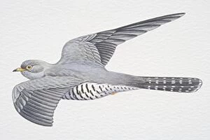 Cuckoos Gallery: Common or Eurasian Cuckoo (Cuculus canorus), grey wings spread in flight