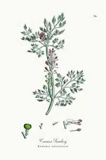 Images Dated 25th September 2017: Common Fumitory, Fumaria officinalis, Victorian Botanical Illustration, 1863