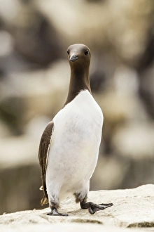 Common Guillemot -Uria aalge-, Farne Islands, Northumberland, England, United Kingdom Common Guillemot -Uria aalge-, Farne Islands, Northumberland, England, United Kingdom