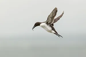 Common Guillemot -Uria aalge-, in flight, Farne Islands, Northumberland, England, United Kingdom Common Guillemot -Uria aalge-, in flight, Farne Islands, Northumberland, England, United Kingdom