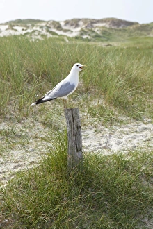 Common Gull -Larus canus-, Amrum Island, North Friesland, Schleswig-Holstein, Germany Common Gull -Larus canus-, Amrum Island, North Friesland, Schleswig-Holstein, Germany