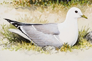 Common gull (Larus canus), sitting in grass, side view Common gull (Larus canus), sitting in grass, side view