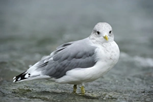 Common Gull -Larus canus- standing in water, Katmai National Park, Alaska Common Gull -Larus canus- standing in water, Katmai National Park, Alaska