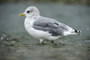 Common Gull -Larus canus- walking through shallow water, Katmai National Park, Alaska Common Gull -Larus canus- walking through shallow water, Katmai National Park, Alaska