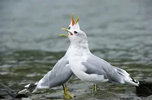 Two Common Gulls -Larus canus- standing in the water and greeting each other Two Common Gulls -Larus canus- standing in the water and greeting each other