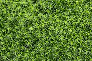 Common haircap moss, common hair moss, great gold headed or Great Goldilocks -Polytrichum commune-, Bergisches Land Common haircap moss, common hair moss, great gold headed or Great Goldilocks -Polytrichum commune-, Bergisches Land
