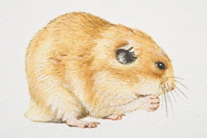 Common Hamster (cricetus cricetus) feeding, side view Common Hamster (cricetus cricetus) feeding, side view