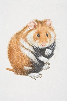 Common Hamster (cricetus cricetus) sitting on its back legs, front view Common Hamster (cricetus cricetus) sitting on its back legs, front view