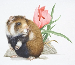 Common Hamster, Cricetus cricetus, front view Common Hamster, Cricetus cricetus, front view