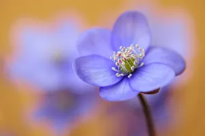 Common Hepatica or Liverwort -Anemone hepatica- Common Hepatica or Liverwort -Anemone hepatica-
