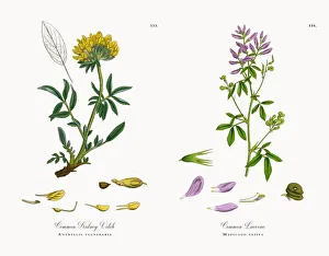 Common Kidney Vetch, Anthyllis vulneraria, Victorian Botanical Illustration, 1863 Common Kidney Vetch, Anthyllis vulneraria, Victorian Botanical Illustration, 1863