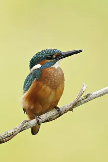 Common Kingfisher -Alcedo atthis-, Middle Elbe Biosphere Reserve near Dessau, Saxony-Anhalt, Germany, Europe Common Kingfisher -Alcedo atthis-, Middle Elbe Biosphere Reserve near Dessau, Saxony-Anhalt, Germany, Europe