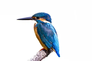 Common Kingfisher with fish (Alcedo atthis) beautiful bird on white background Common Kingfisher with fish (Alcedo atthis) beautiful bird on white background