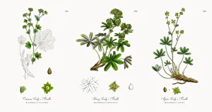 Common Ladyas Mantle, Alchemilla vulgaris, Victorian Botanical Illustration, 1863 Common Ladyas Mantle, Alchemilla vulgaris, Victorian Botanical Illustration, 1863