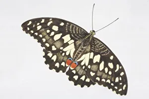 Common Lime butterfly (Papilio demoleus), black with light yellow speckles Common Lime butterfly (Papilio demoleus), black with light yellow speckles