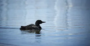 <b class=qtipBold><figcaption>Common Loon</figcaption></b><br>A common loon swims during the end of the day in Banff National Park, Alberta.<br><em>© 2016 Chase Dekker Wild-Life Images</em> Common Loon