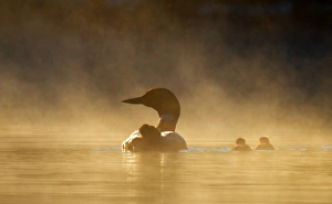<b class=qtipBold><figcaption>Common loon family in the fog</figcaption></b><br><em>© Jim Cumming</em> Common loon family in the fog