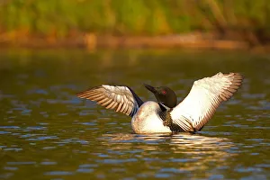 <b class=qtipBold><figcaption>Common loon flapping wings</figcaption></b><br><em>© Jim Cumming</em> Common loon flapping wings