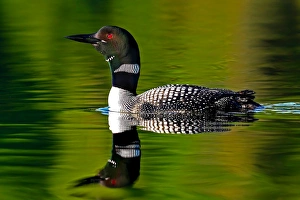 <b class=qtipBold><figcaption>Common loon in green water</figcaption></b><br><em>© Jim Cumming</em> Common loon in green water