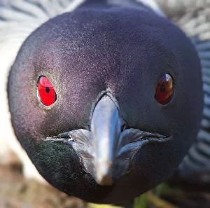 <b class=qtipBold><figcaption>Common loon headshot</figcaption></b><br><em>© Jim Cumming</em> Common loon headshot