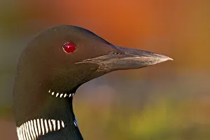 <b class=qtipBold><figcaption>Common loon profile</figcaption></b><br><em>© Jim Cumming</em> Common loon profile