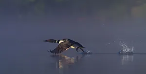 <b class=qtipBold><figcaption>Common loon skip</figcaption></b><br>A common loon skips across the water in preparation for flight. Taken on Wilson lake, Quebec.<br><em>© Jim Cumming</em> Common loon skip