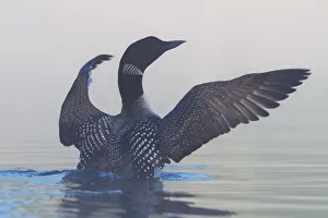 <b class=qtipBold><figcaption>Common Loon Stretch</figcaption></b><br><em>© JIm Cumming</em> Common Loon Stretch