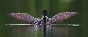<b class=qtipBold><figcaption>Wings</figcaption></b><br>Common loon stretches her wings<br><em>© Jim Cumming</em> Wings