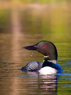 <b class=qtipBold><figcaption>Common loon with water drop</figcaption></b><br><em>© Jim Cumming</em> Common loon with water drop