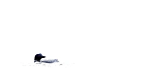<b class=qtipBold><figcaption>Common loon in white water</figcaption></b><br><em>© Jim Cumming</em> Common loon in white water