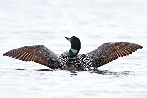 <b class=qtipBold><figcaption>Common loon wing spread</figcaption></b><br><em>© Jim Cumming</em> Common loon wing spread