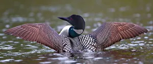 <b class=qtipBold><figcaption>Common loon wings</figcaption></b><br><em>© Jim Cumming</em> Common loon wings