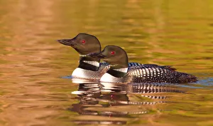 <b class=qtipBold><figcaption>Two Common loons</figcaption></b><br>Two Common loons swimming together<br><em>© Jim Cumming</em> Two Common loons