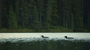 <b class=qtipBold><figcaption>Common Loons</figcaption></b><br>A pair of common loons glide through a small lake in Banff National Park, Alberta.<br><em>© 2016 Chase Dekker Wild-Life Images</em> Common Loons