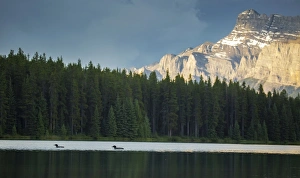 <b class=qtipBold><figcaption>Common Loons</figcaption></b><br>A pair of common loons swim through Two Jack Lake in Banff National Park, Alberta.<br><em>© 2016 Chase Dekker Wild-Life Images</em> Common Loons