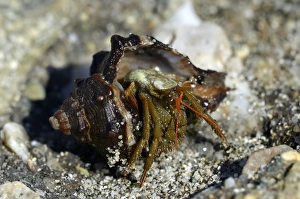 Common Marine Hermit Crab -Pagurus bernhardus- coming out of shell, coast near Aleria Common Marine Hermit Crab -Pagurus bernhardus- coming out of shell, coast near Aleria