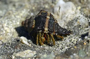 Common Marine Hermit Crab -Pagurus bernhardus-, on the coast near Aleria, Corsica, France Common Marine Hermit Crab -Pagurus bernhardus-, on the coast near Aleria, Corsica, France