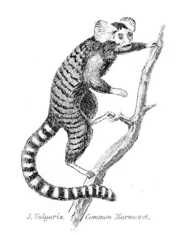 <b class=qtipBold><figcaption>Common Marmoset illustration 1803</figcaption></b><br>The Museum of Natural History - the Animal Kingdom (Mammalia) Published by William Mackenzie, 1803 - London<br><em>© Roberto A Sanchez</em> Common Marmoset illustration 1803