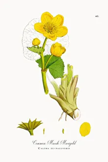 Common Marsh Marigold, Caltha eu-palustris, Victorian Botanical Illustration, 1863 Common Marsh Marigold, Caltha eu-palustris, Victorian Botanical Illustration, 1863
