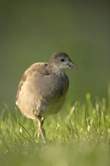 Common Moorhen or Common Gallinule (Gallinula chloropus), young Common Moorhen or Common Gallinule (Gallinula chloropus), young